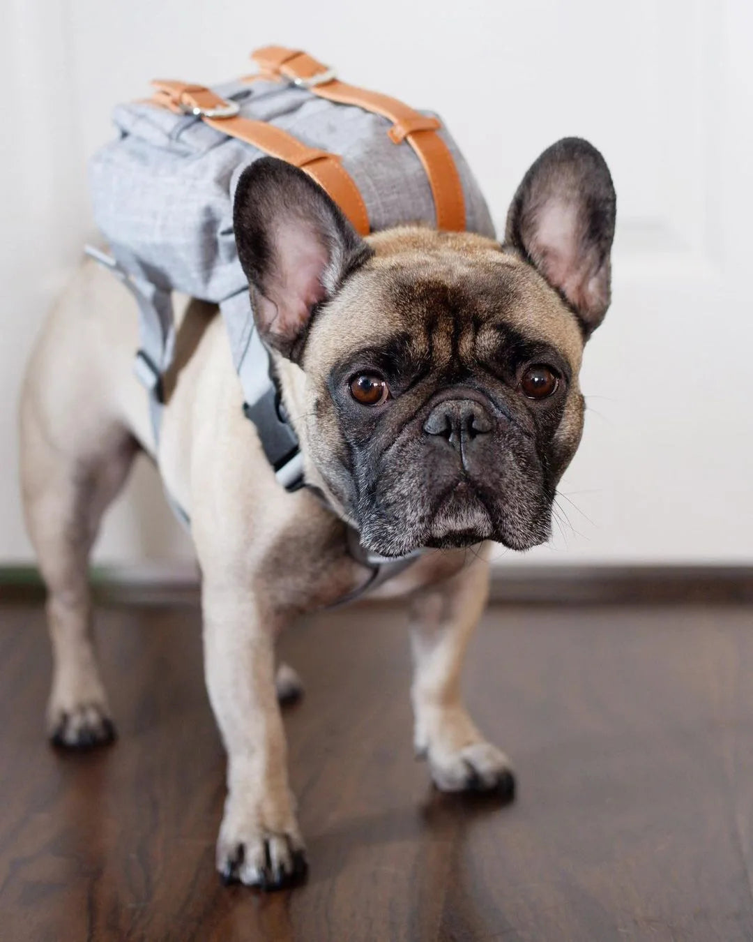 Dog Self Backpack Harness