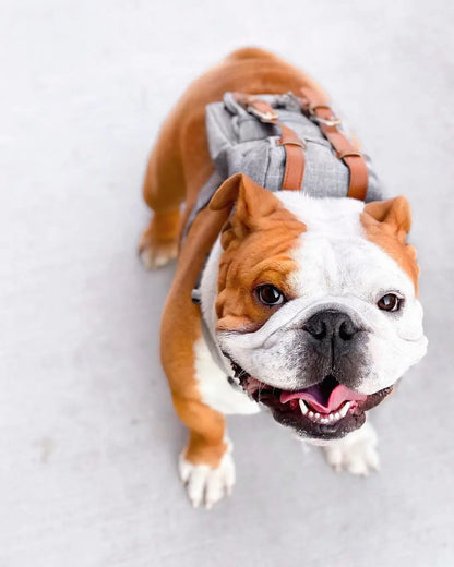 Dog Self Backpack Harness