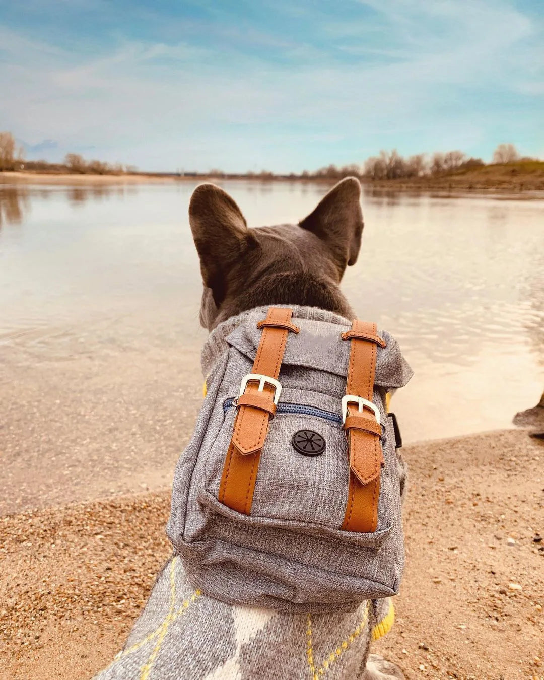 Dog Self Backpack Harness